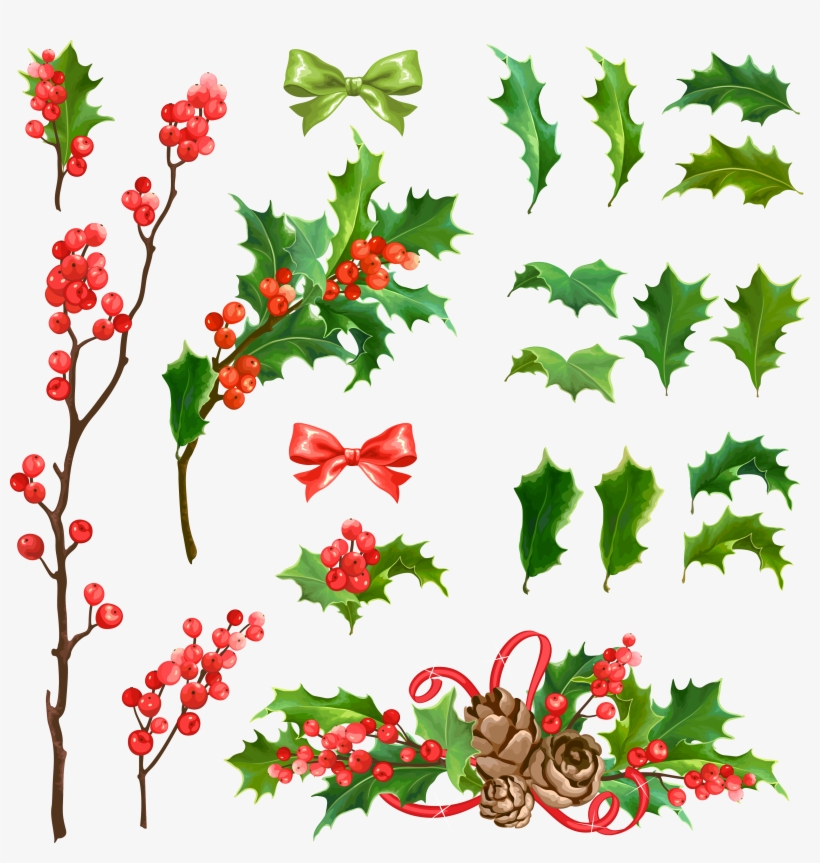 Common Holly Christmas Decoration Euclidean Vector - Christmas Day, transparent png download