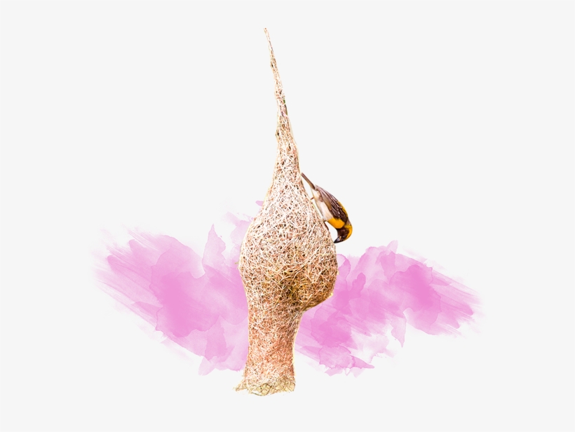 Perfection - Turkey, transparent png download