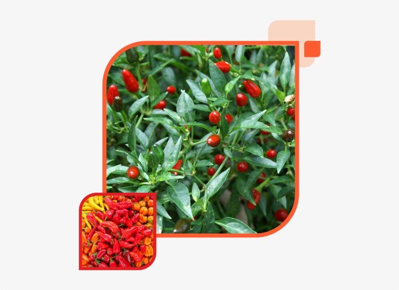 We Are Also Able To Provide Our Customers With Premium - Birds Eye Chilli Plant, transparent png download