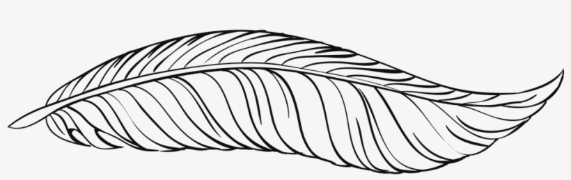 Pen Feathers Bird Animal Beautiful Pe - Feather, transparent png download