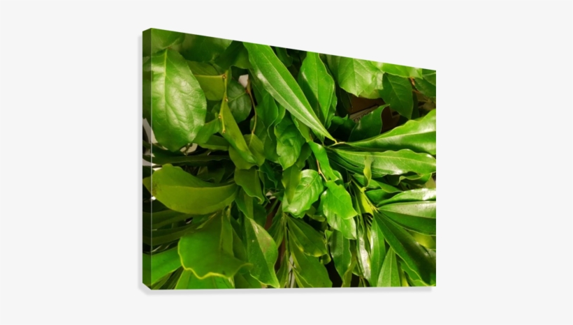 Leaf - Houseplant, transparent png download