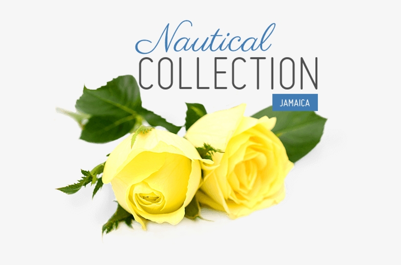 For Brides Who Draw Inspiration From The Sea, The Nautical - Official Mistletoe Tester Queen Duvet, transparent png download