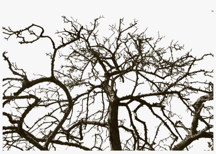 Tree Without Leaves, Isolated, Wood, Old, Cut Out - Photography, transparent png download