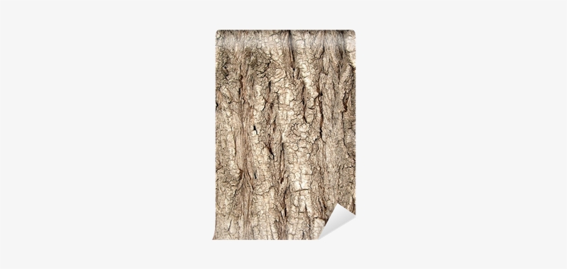 Texture Tree(wood) Osiers(willows) Wall Mural • Pixers® - Plank, transparent png download