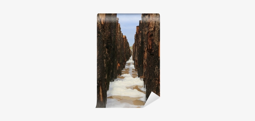Photograph, transparent png download