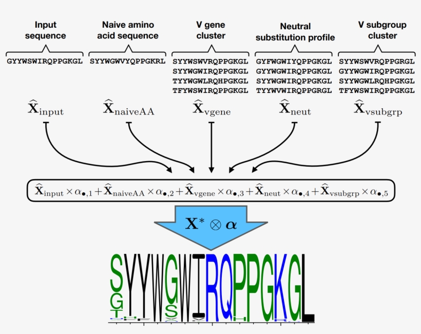 Can We Predict How Sites Of An Antibody Will Tolerate - B-cell Receptor, transparent png download