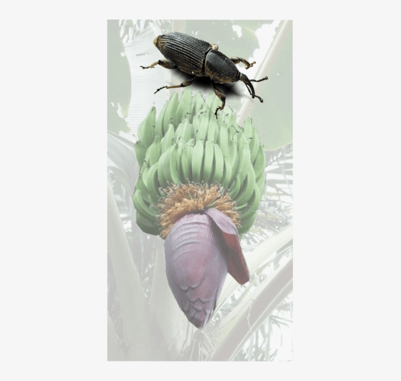 The Black Banana Weevil Cosmopolites Sordidus Is One - Dung Beetle, transparent png download