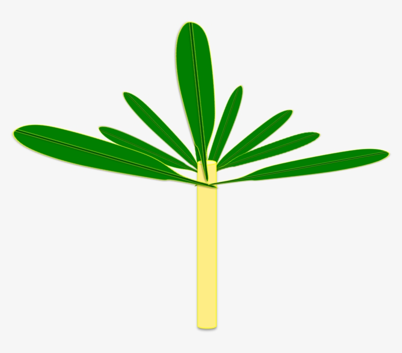 Furthermore, In The Tropics There Is A Plenitude Of - Banana, transparent png download