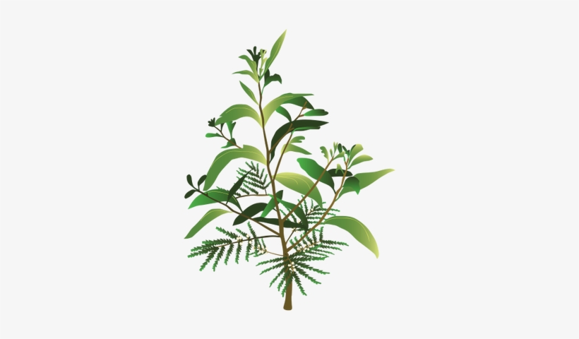 Ian Symbol Acacia Koa - Peace Lily Plant Png, transparent png download