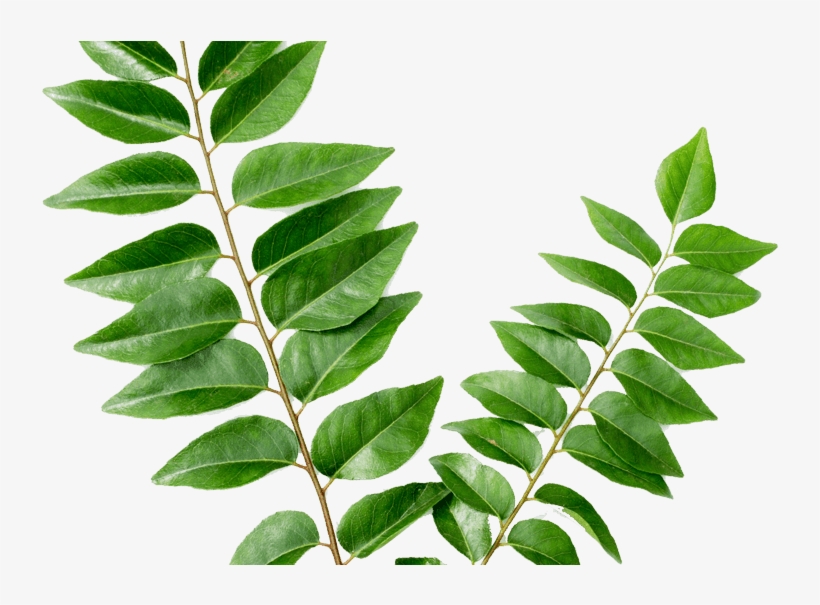 Curry Leaves करी पत्ता - Curry Leaf Kari Patta, transparent png download