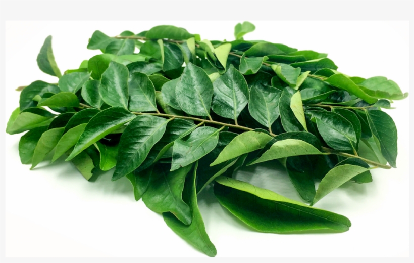 Curry Leaves / Kadi Patta - Fresh Curry Leaves, transparent png download