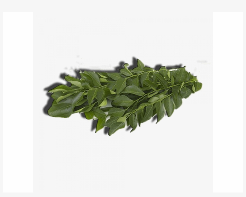 Curry Leaves - Curry Tree, transparent png download