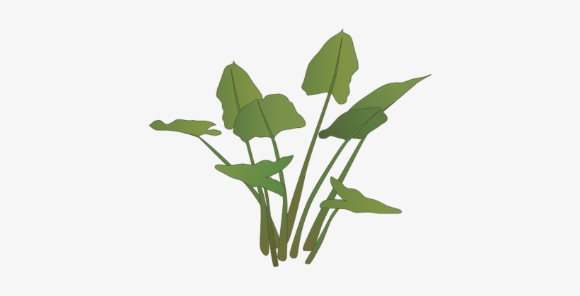 Shrub Clipart Wetland - Wetland Shrub Png, transparent png download