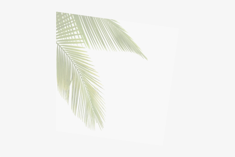 If You Need Your Palm Or Coconut Trees Denutted, Our - Sabal Minor, transparent png download