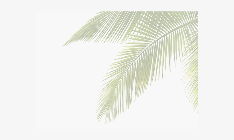 If You Need Your Palm Or Coconut Trees Denutted, Our - Collections Etc Coconut Oil Moisturising Skin Cream, transparent png download