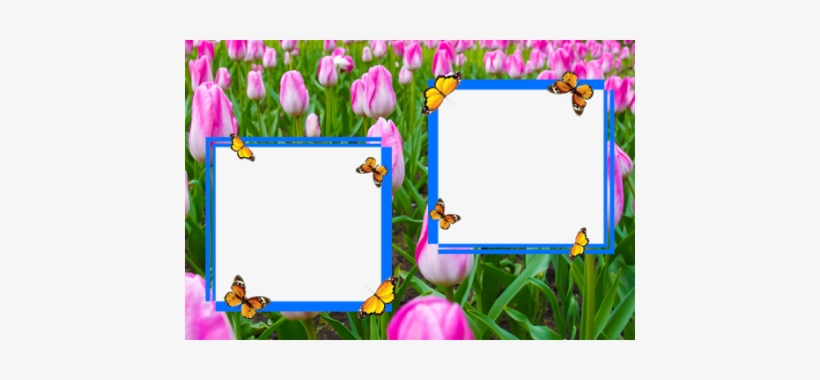 Dual Flower Photo Frames - Picture Frame, transparent png download