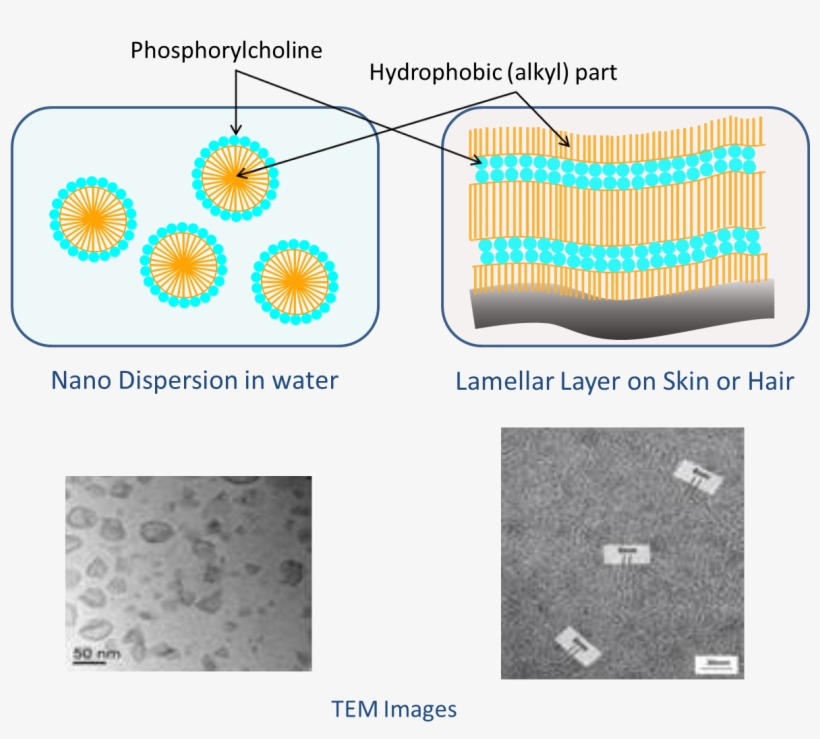 The Lamellar Layers On Skin Improve Moisturizing Property - Skin, transparent png download