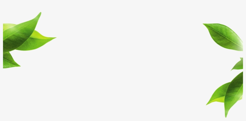 Dmk Enzyme Logo Leafs - Logo, transparent png download