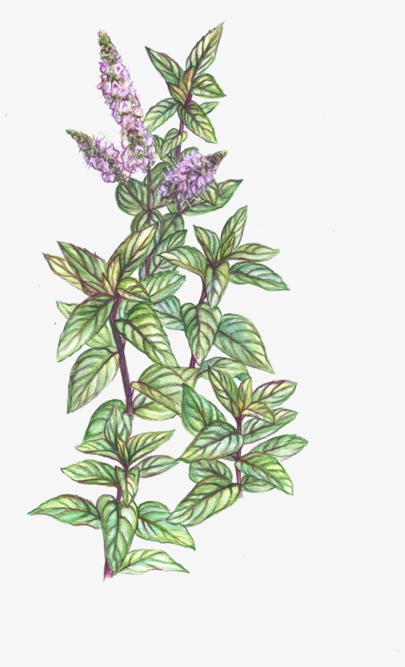 Flora Series - Herb Drawing Png, transparent png download