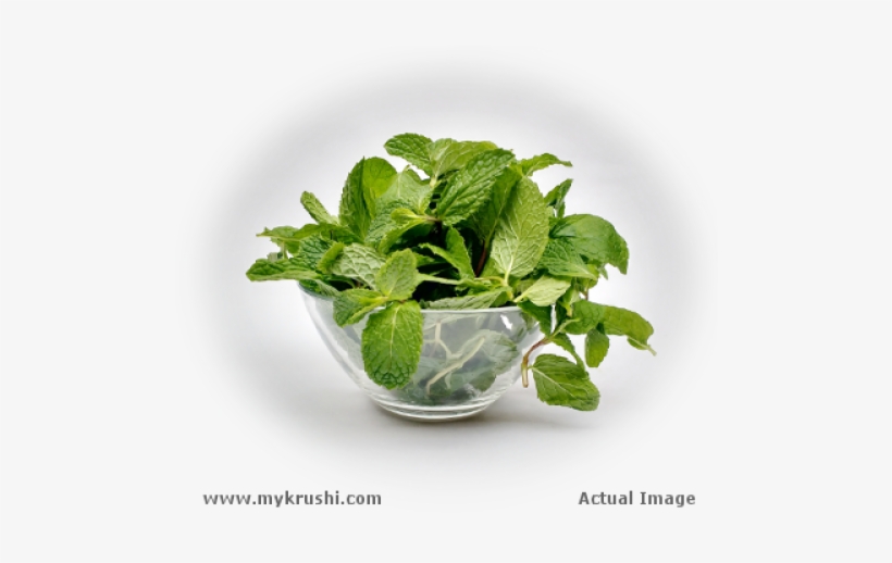 Pudina - Vegetable, transparent png download