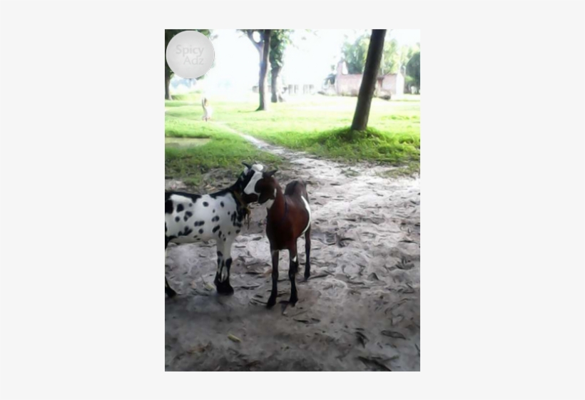 I Want To Sell My Bakra - Burro, transparent png download