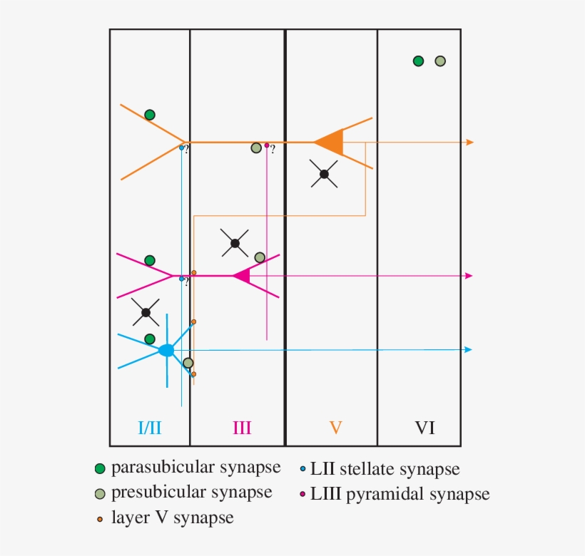 Principal Cells In All Layers Receive Monosynaptic - Medial Entorhinal Cortex Layer V, transparent png download