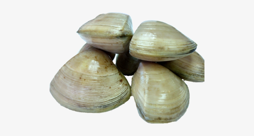 Clams Png Photos - Clams Png, transparent png download