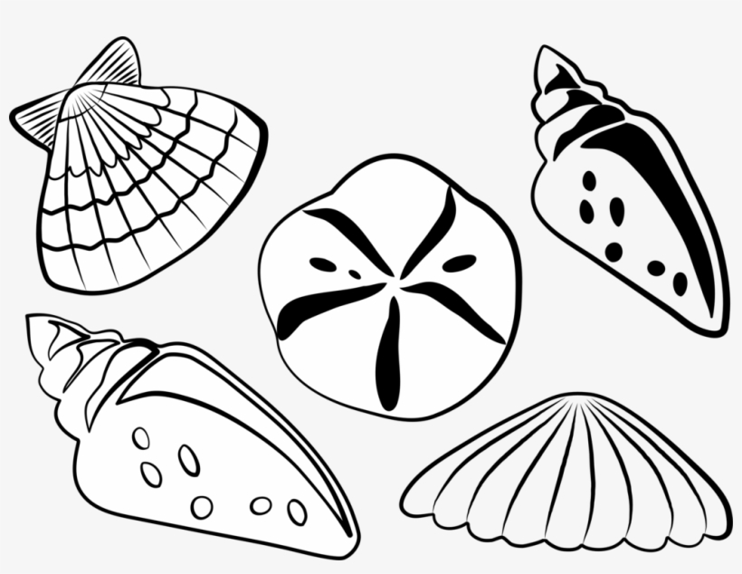 Seashell Clam Bivalvia Computer Icons Cockle - Shells Clipart Black And White, transparent png download