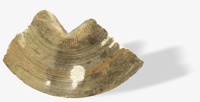 Grindestone Fragment From Building 104, Springfield, transparent png download