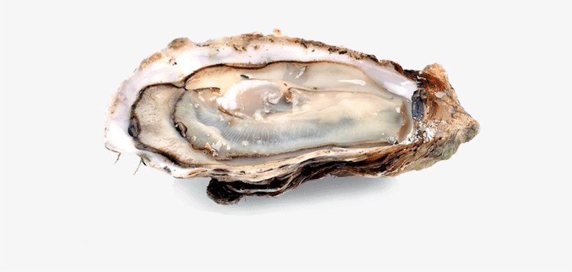 Clam Clipart Transparent Background - Fresh Oyster, transparent png download