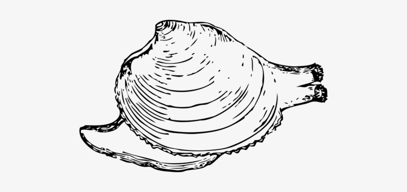 Vector Clip Art Of Public Domain Vectors - Quahog Clipart, transparent png download