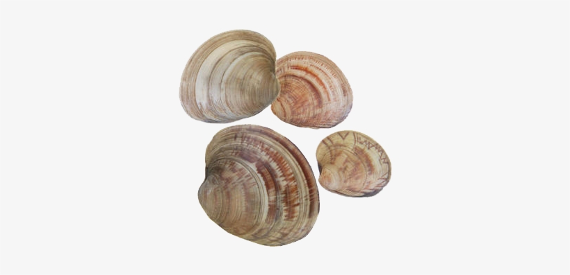 Clams - Clam, transparent png download