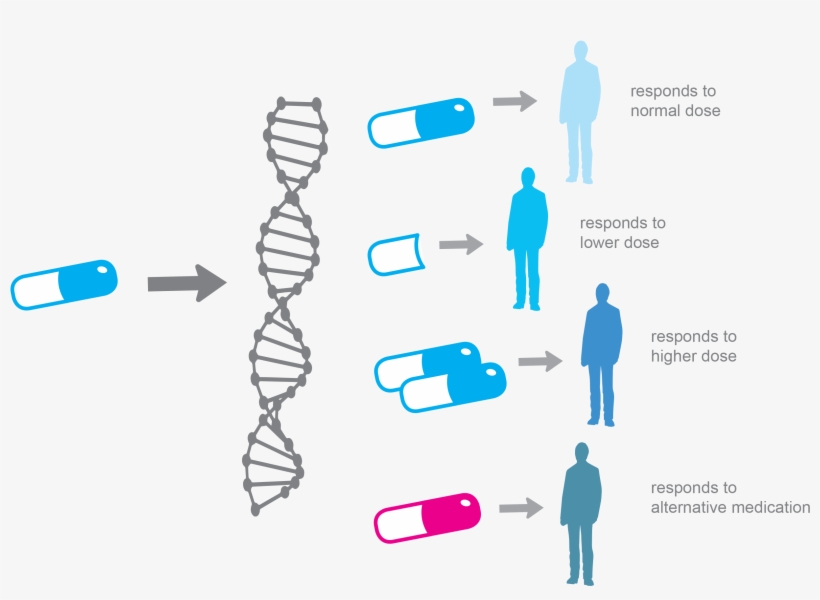 Alpha Genomix Enables The Selection Of The Right Drug - Personalized Medicine, transparent png download
