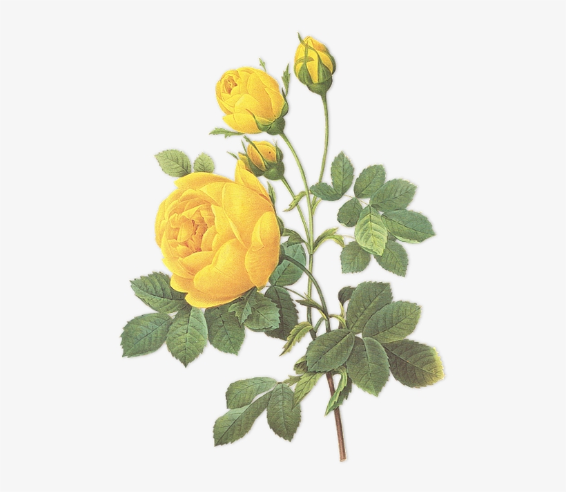 Golden Girls - Botanical Inspirations Oracle Deck, transparent png download