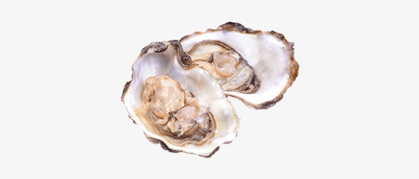 Oysters Png, transparent png download