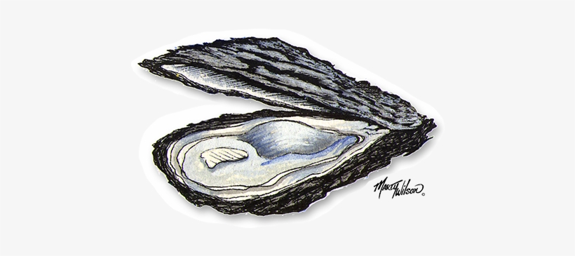 Oysters - Closed Oysters, transparent png download