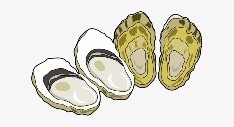 Small - Oyster Clipart, transparent png download