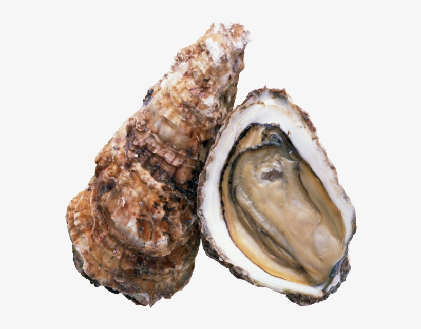 Steamed Oysters - Oyster Raw Png, transparent png download