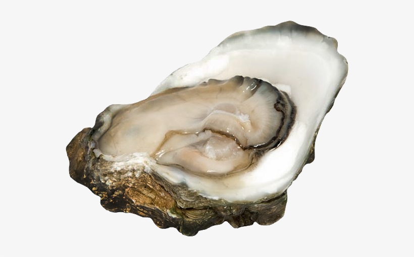 Oysters - Oyster, transparent png download