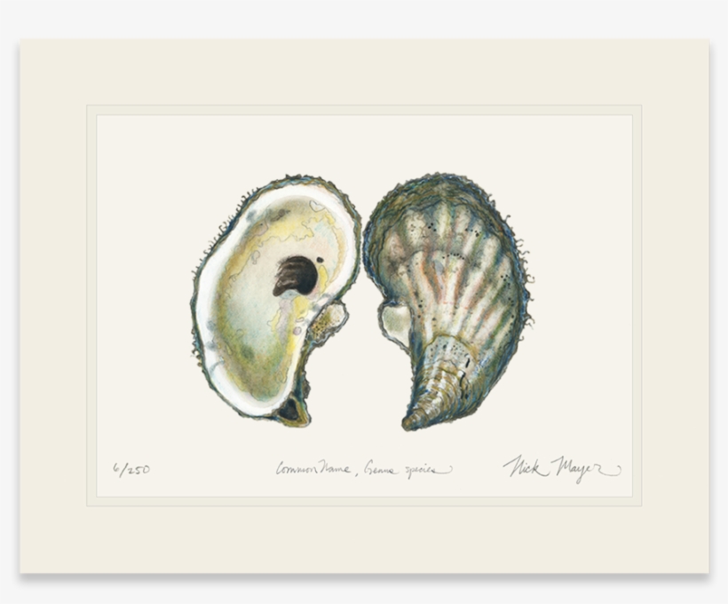Atlantic Oyster - Seashell, transparent png download