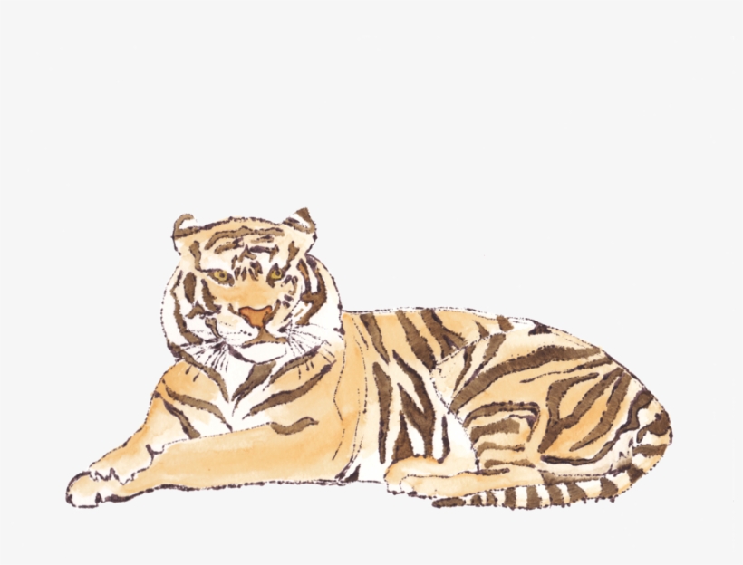 I Have Created Watercolor And Ink Illustrations For, transparent png download