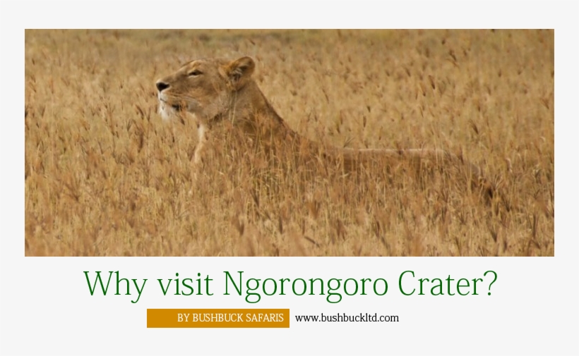 Why Visit Ngorongoro Crater - Ngorongoro Crater, transparent png download