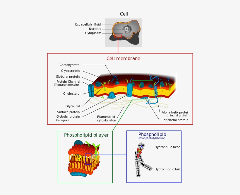 It Was Also Observed That The Homeoviscous Compensation - Receptor Molecules Cell Membrane, transparent png download