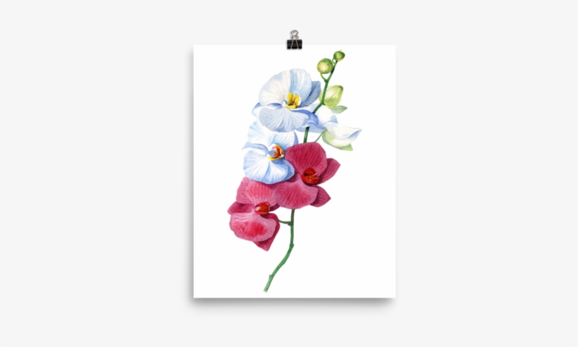 Bright And Colourful Orchid Watercolour Matte Poster - Orchid Watercolour, transparent png download