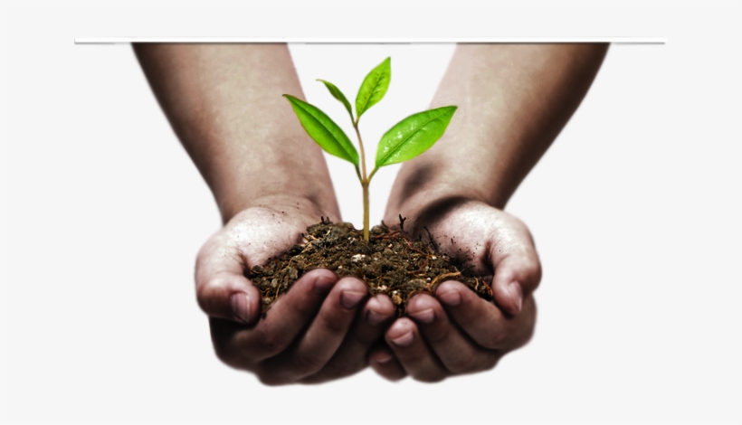 Two Hands Holding Plant, transparent png download