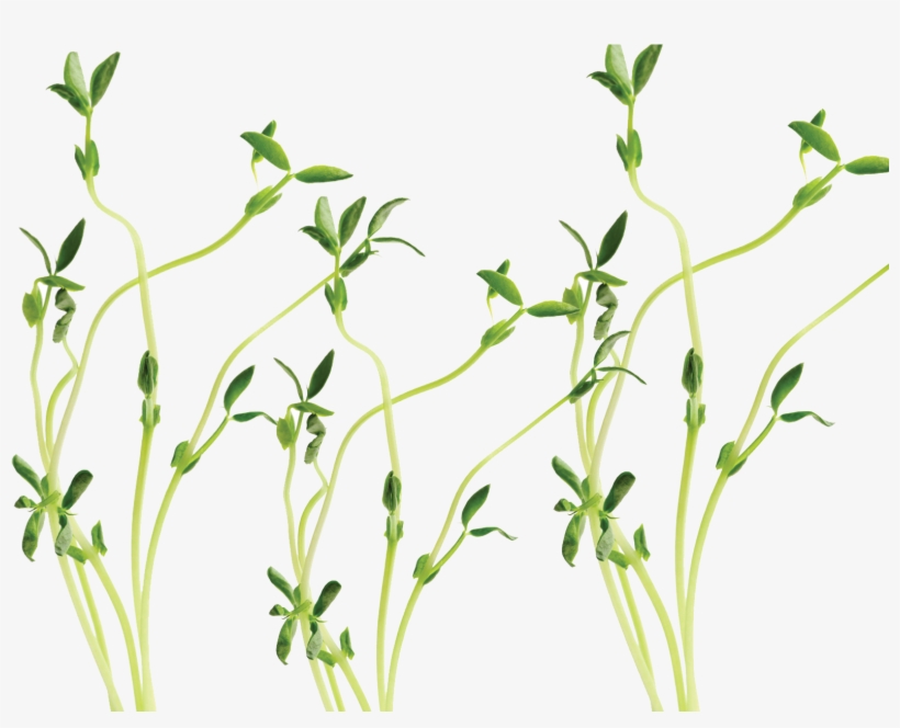 Sprout Bg 3 - Sprouting, transparent png download