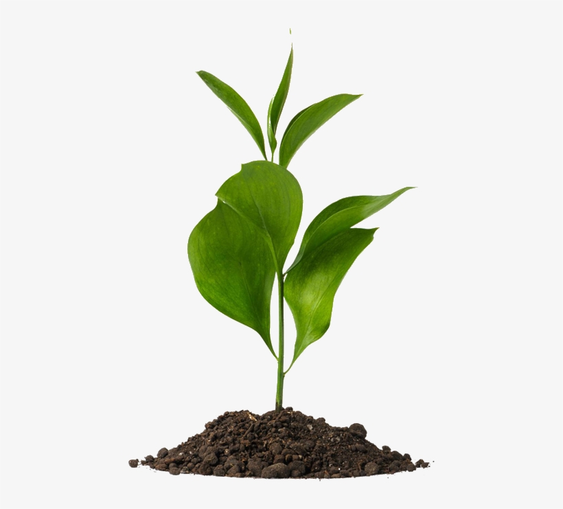 Grant/donation Request Form - Plant Sprout Transparent, transparent png download