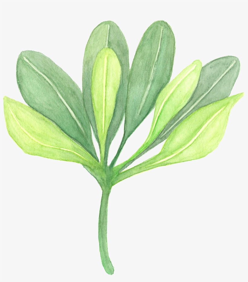 A Hand-painted Watercolor, A Transparent Branch Of - Plants, transparent png download