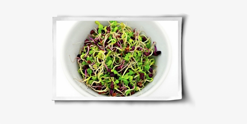 This - Alfalfa Sprouts Salad, transparent png download