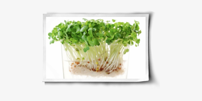 Easy Healthy Guide To Sprouting Post Image - Sprout Radish Seeds, transparent png download